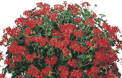 Bright Cascade - Red