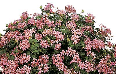 Sophie Cascade - Salmon Pink